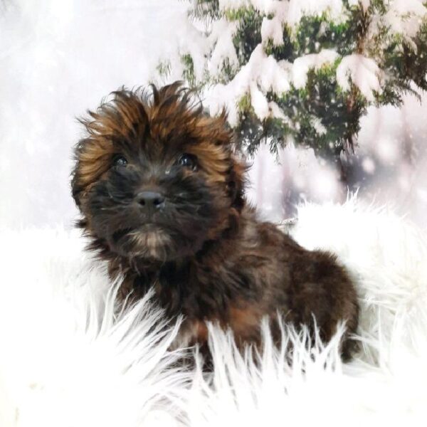 ShizaPoo-DOG-Female-Red Sable-8208-Petland Monroeville, PA