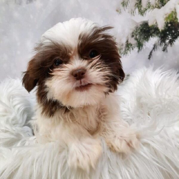 Shih Tzu-DOG-Female-Liver / White-8205-Petland Monroeville, PA