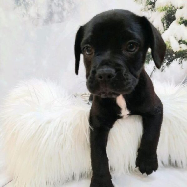 Frengle-DOG-Female-Black-8204-Petland Monroeville, PA