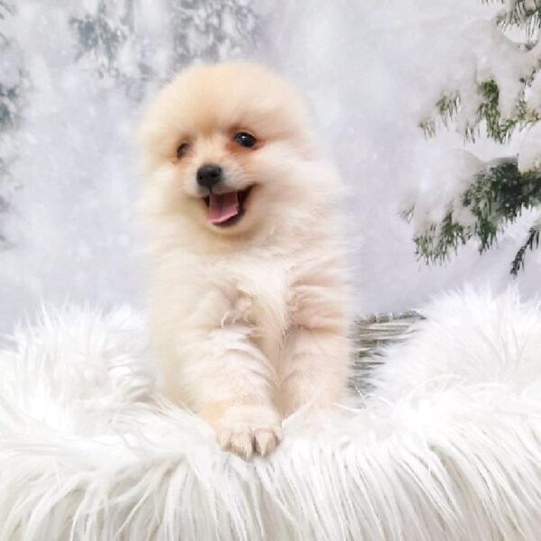Pomeranian-DOG-Female-Cream-8203-Petland Monroeville, PA