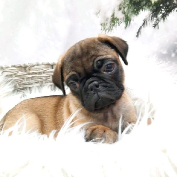 Pug-DOG-Male-Apricot-8202-Petland Monroeville, PA