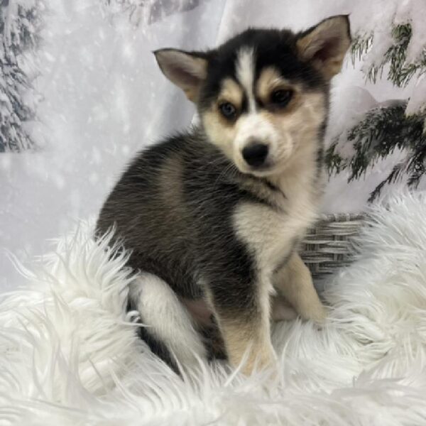 Pomsky-DOG-Female-Black White and Tan-8194-Petland Monroeville, PA
