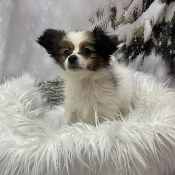 Papillon-DOG-Male-White and Red-8197-Petland Monroeville, PA