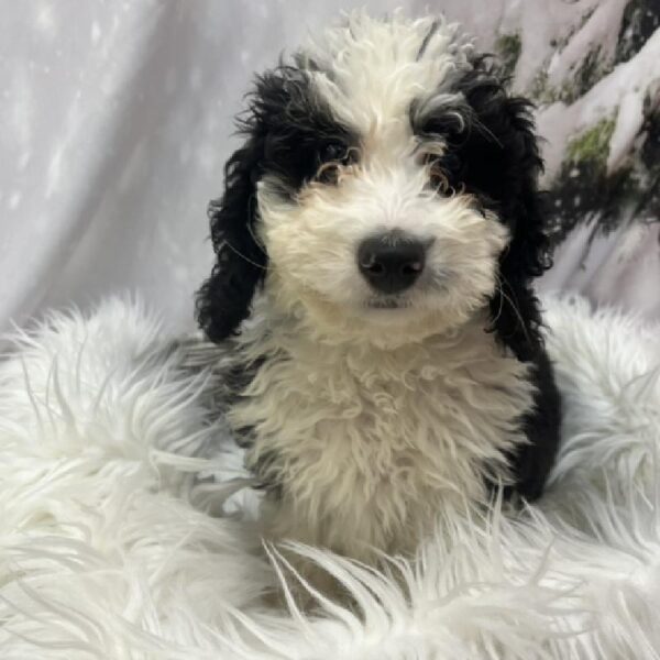 Mini Bernedoodle-DOG-Female-Black and White-8199-Petland Monroeville, PA