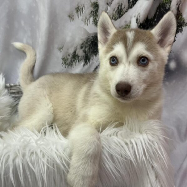 Siberian Husky-DOG-Female-Red and White-8191-Petland Monroeville, PA