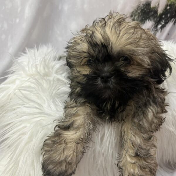 Shih Tzu-DOG-Male-Gold-8195-Petland Monroeville, PA