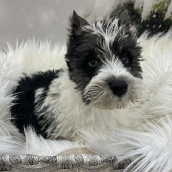 Mini Schnauzer-DOG-Male-Salt and Pepper-8224-Petland Monroeville, PA