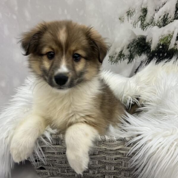 Eskimo-Sheltie-DOG-Female-Gold and White-8225-Petland Monroeville, PA