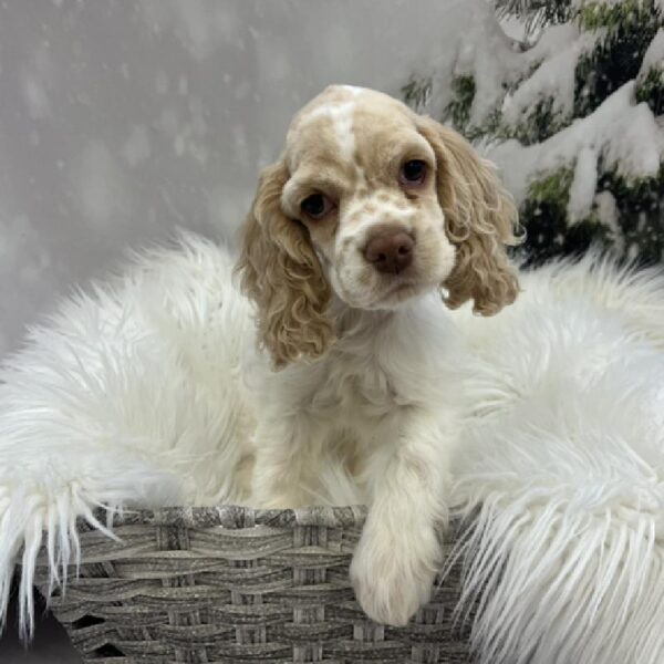 Cocker Spaniel-DOG-Female-Buff and White-8226-Petland Monroeville, PA