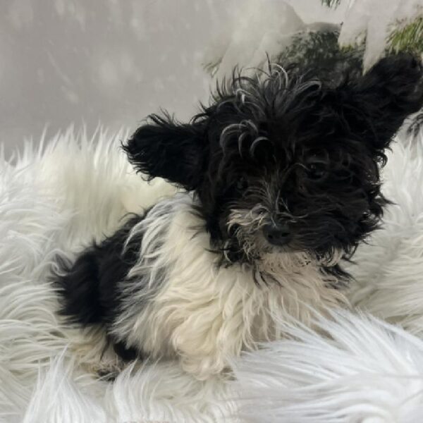 Coton De Tulear-DOG-Female-Black-8227-Petland Monroeville, PA