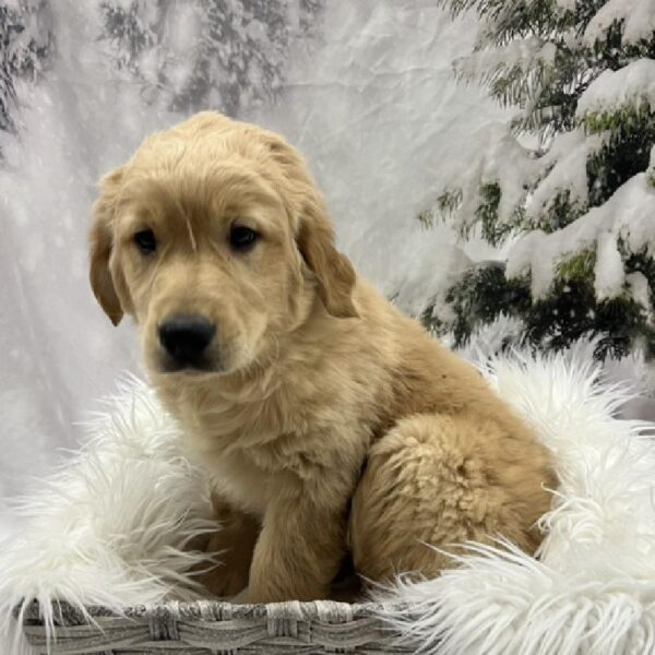 Golden Retriever-DOG-Male-Golden-8242-Petland Monroeville, PA