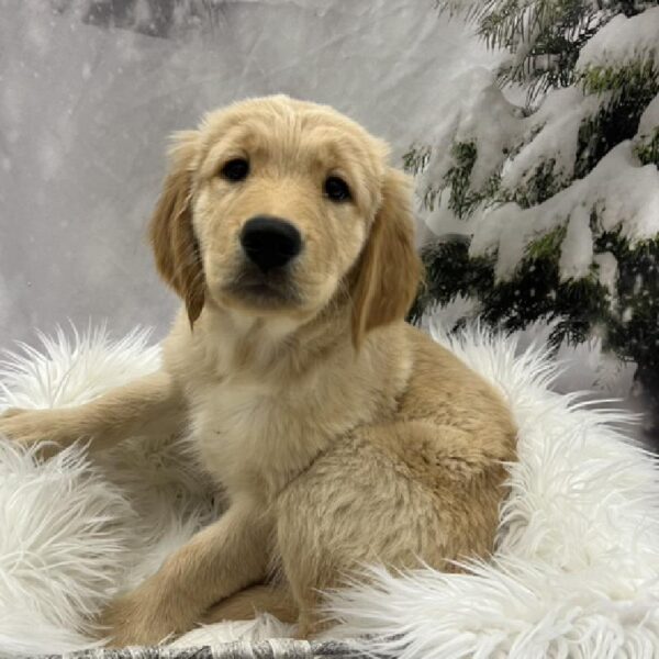 Golden Retriever-DOG-Female-Golden-8256-Petland Monroeville, PA
