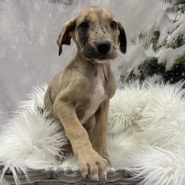 Great Dane-DOG-Female-Fawn Merle-8244-Petland Monroeville, PA