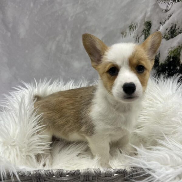 Pembroke Welsh Corgi-DOG-Female-Sable / White-8243-Petland Monroeville, PA