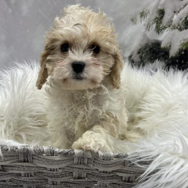 Cavachon-DOG-Female-Blenheim-8237-Petland Monroeville, PA