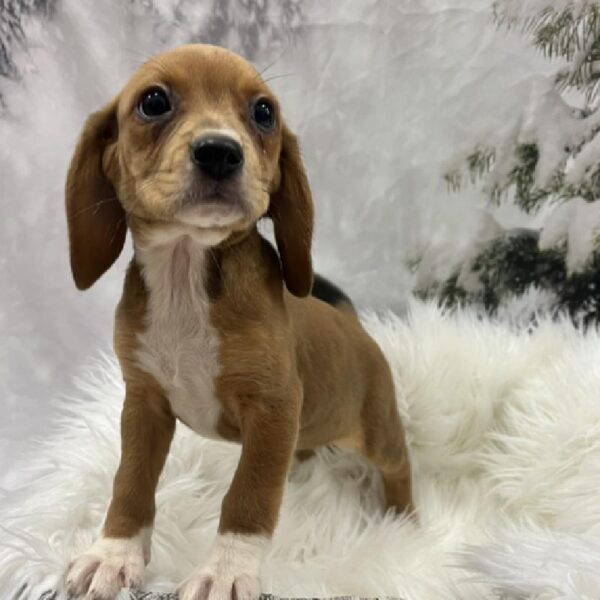 Beagle-DOG-Female-Red-8238-Petland Monroeville, PA