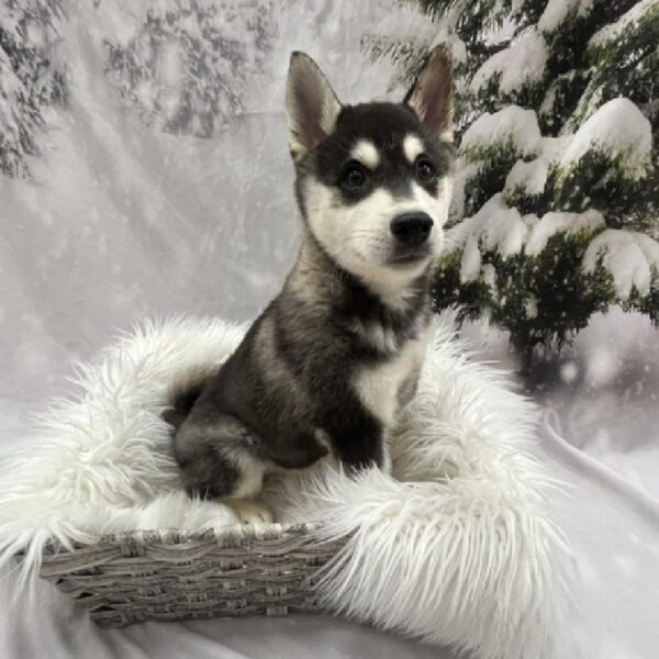 Alaskan Klee Kai-DOG-Male-Black / White-8240-Petland Monroeville, PA