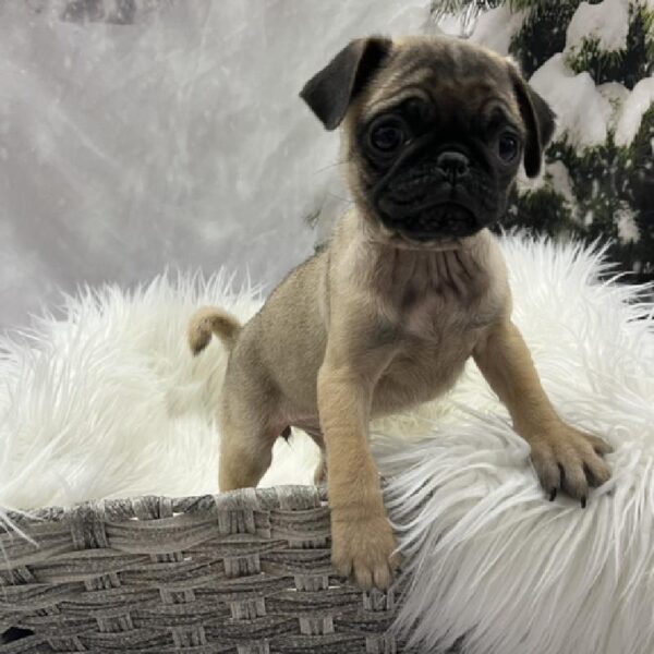 Pug-DOG-Female-Fawn-8239-Petland Monroeville, PA