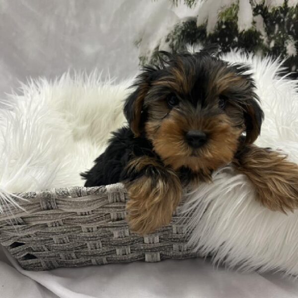 Yorkie-DOG-Male-Black / Gold-8241-Petland Monroeville, PA