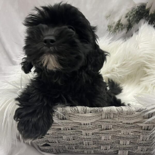 Shih-poo-DOG-Female-Black-8255-Petland Monroeville, PA