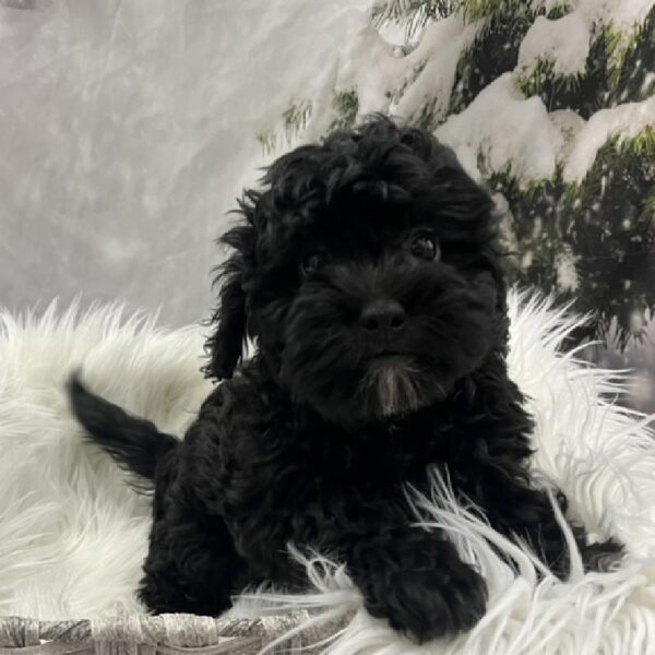 Shih-poo-DOG-Male-Black-8254-Petland Monroeville, PA