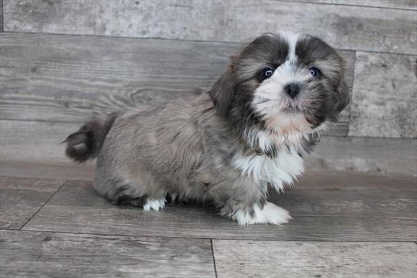 Shih Tzu-DOG-Female-Blue / Gold-8282-Petland Monroeville, PA