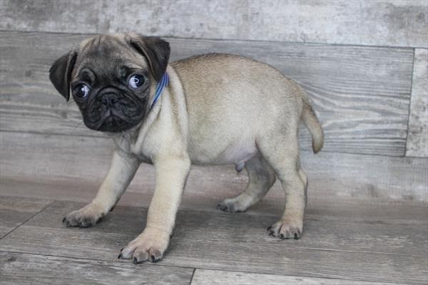 Pug-DOG-Male-Fawn-8284-Petland Monroeville, PA