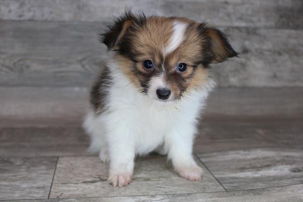 Papillon-DOG-Male-Sable / White-8285-Petland Monroeville, PA