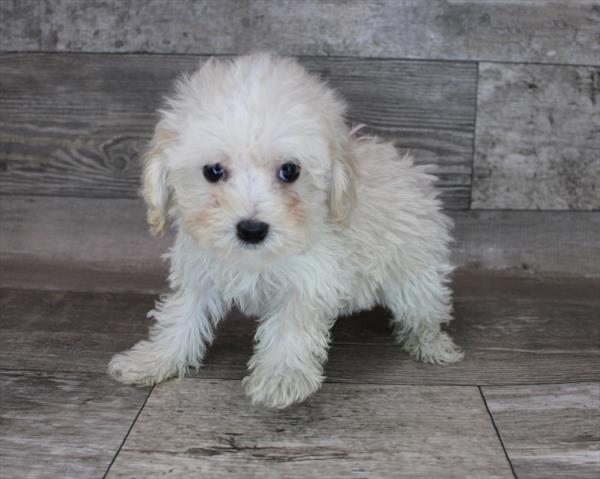 Yorkie-Poo-DOG-Female-Cream-8286-Petland Monroeville, PA