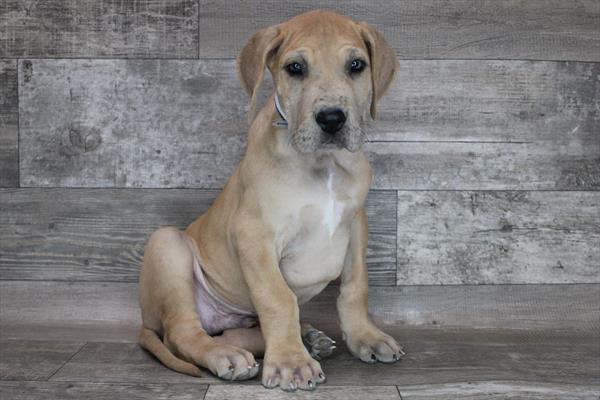 Great Dane-DOG-Male-Fawn-8287-Petland Monroeville, PA
