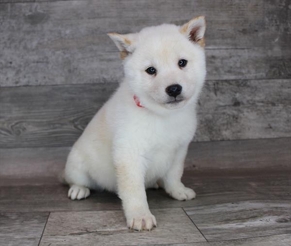 Shiba Inu-DOG-Male-Cream-8289-Petland Monroeville, PA