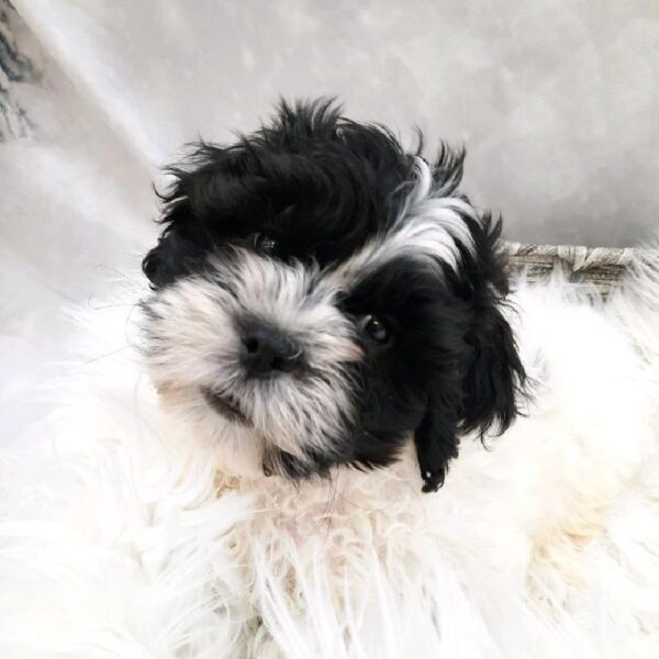 Teddy Bear-DOG-Male-Black and White-8281-Petland Monroeville, PA