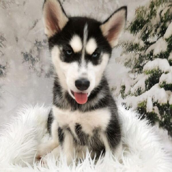 Siberian Husky-DOG-Male-Black and White-8276-Petland Monroeville, PA
