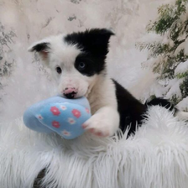 Border Collie-DOG-Female-Black and White-8279-Petland Monroeville, PA