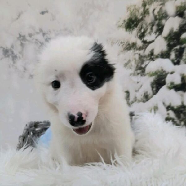 Border Collie-DOG-Male-Black and White-8278-Petland Monroeville, PA