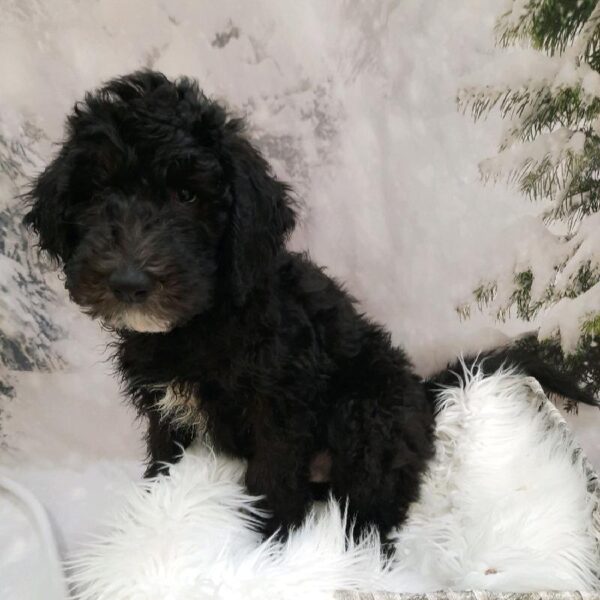 Sheepadoodle-DOG-Male-Black-8302-Petland Monroeville, PA