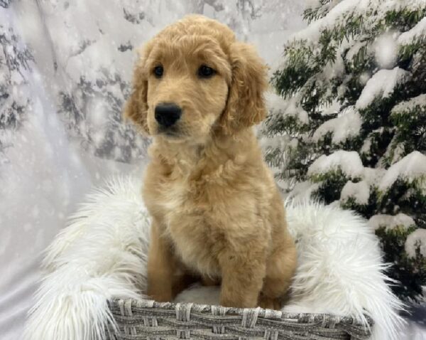 Goldendoodle-DOG-Female-Cream-8303-Petland Monroeville, PA
