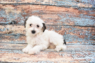 Chinese Crested-DOG-Male-Sable-8313-Petland Monroeville, PA