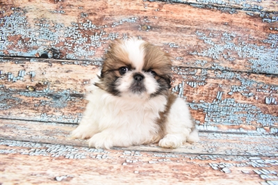 Pekingese-DOG-Female-Red-8314-Petland Monroeville, PA
