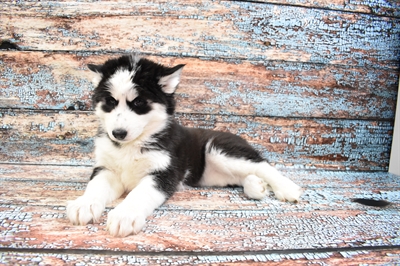 Siberian Husky-DOG-Female-Black and White-8316-Petland Monroeville, PA