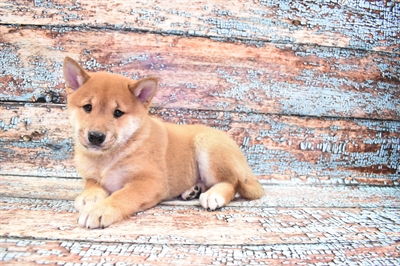 Shiba Inu-DOG-Male-Red-8317-Petland Monroeville, PA