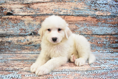 Great Pyrenees-DOG-Male-White-8319-Petland Monroeville, PA
