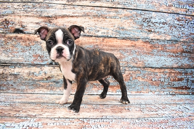 Boston Terrier-DOG-Male-Brindle and White-8320-Petland Monroeville, PA
