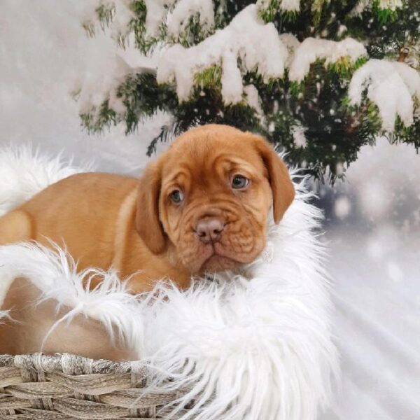 Dogue De Bordeaux-DOG-Female-Red-8324-Petland Monroeville, PA