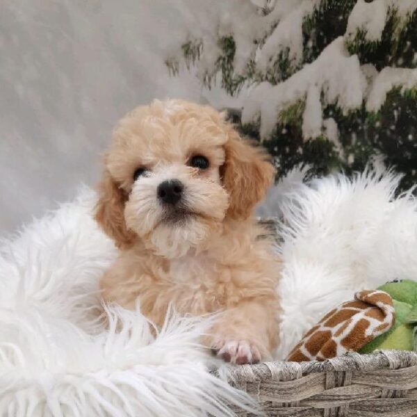 Poodle-DOG-Male-Apricot-8323-Petland Monroeville, PA