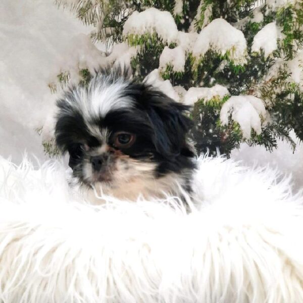 Shih Tzu-DOG-Male-Black / White-8321-Petland Monroeville, PA