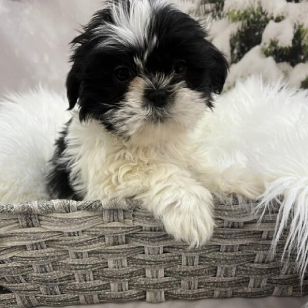 Shih Tzu-DOG-Male-Black / White-8332-Petland Monroeville, PA