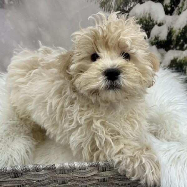 Teddy Bear-DOG-Male-Cream-8334-Petland Monroeville, PA