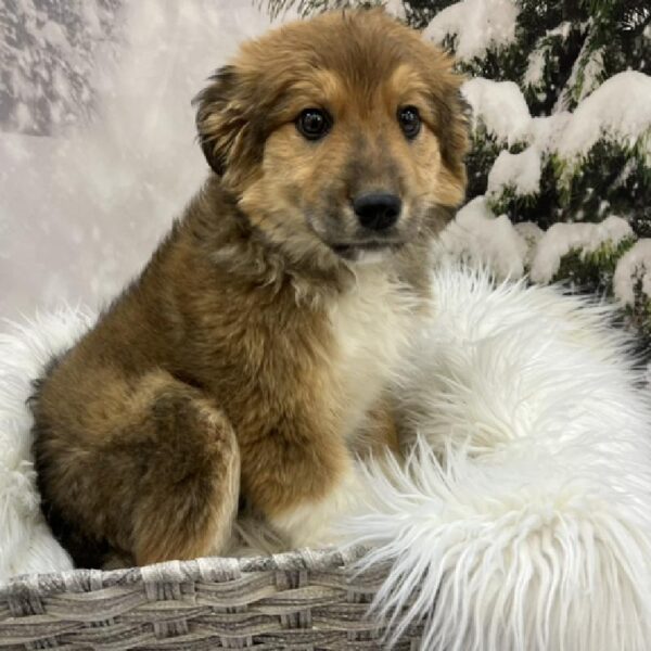 Great Pyrenees-Anatolian-DOG-Female-Red Sable-8335-Petland Monroeville, PA