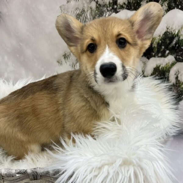 Pembroke Welsh Corgi-DOG-Female-Red-8336-Petland Monroeville, PA